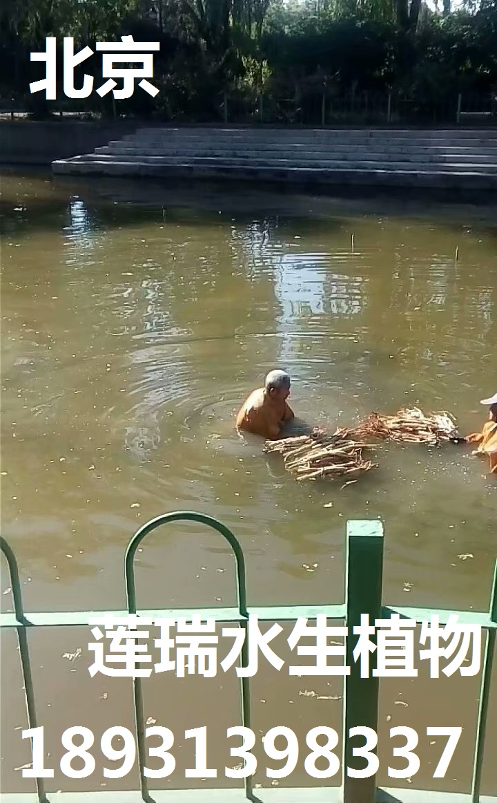 北京東郊公園荷花種植