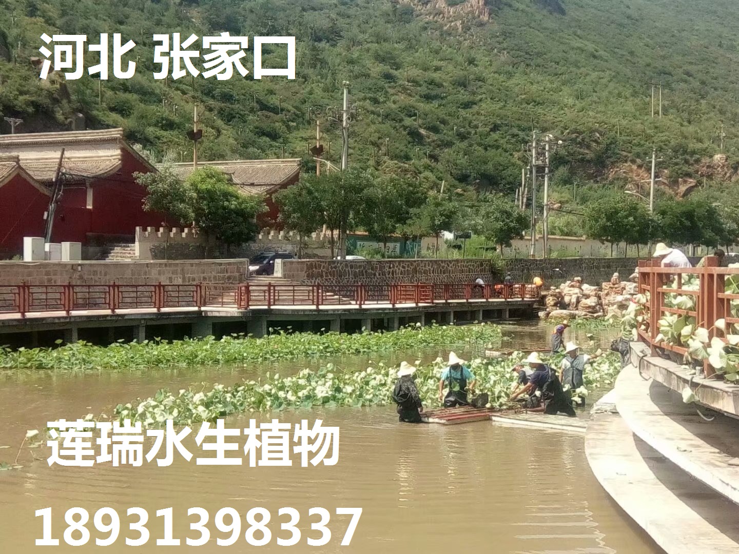 河北張家口荷花種植工程