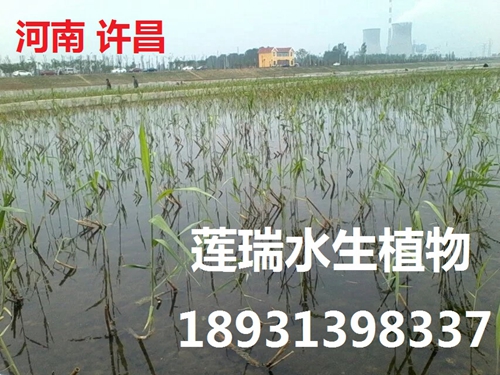 河南許昌市水生植物凈化工程