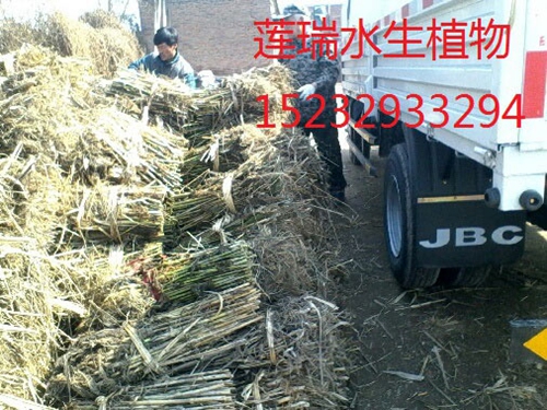遼寧省遼陽(yáng)市綠化工程
