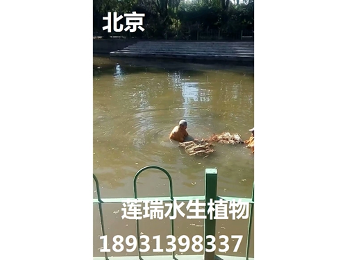 北京東郊公園荷花種植
