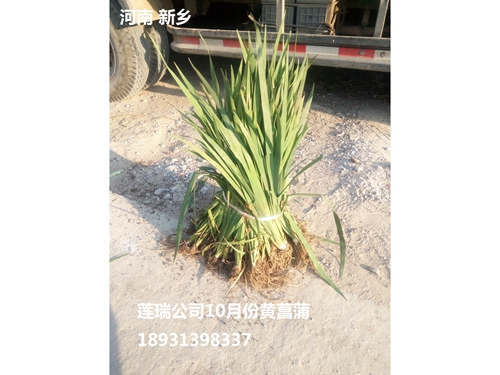 河南水生植物供應(yīng)