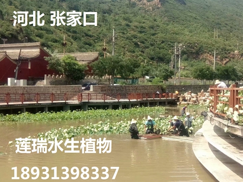 河北張家口荷花種植工程