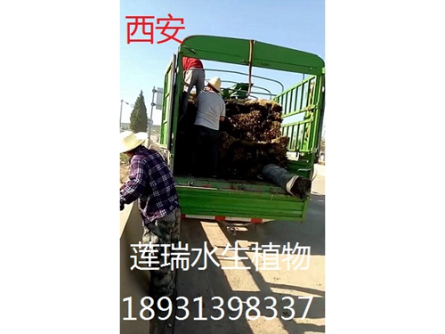 陜西西安蘆葦種植
