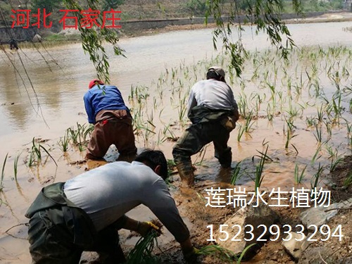 河北石家莊市河道水生植物工程