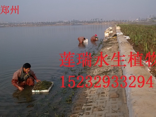河南鄭州水生植物種植工程