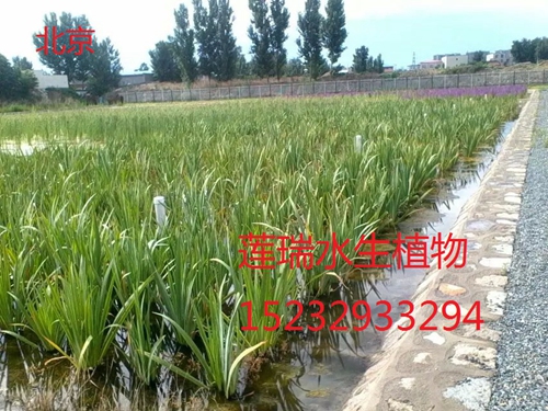 回訪(fǎng)北京水生植物工程