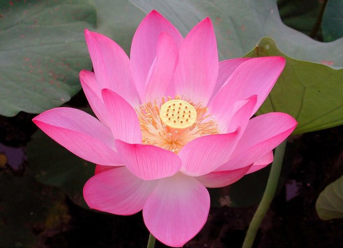 荷花
