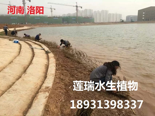 洛陽(yáng)師范學(xué)院水生植物種植工程