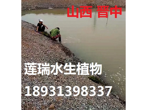 山西晉中沉水植物種植